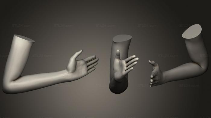 Анатомия скелеты и черепа (Поза женской руки 169, ANTM_0436) 3D модель для ЧПУ станка